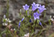 Rundblättrige Glockenblume - Campanula rotundifolia L.