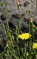 Smooth Hawk's-Beard - Crepis capillaris (L.) Wallr.