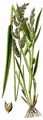 Cockspur - Echinochloa crus-galli (L.) P. Beauv.