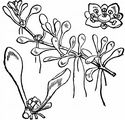 Eight-Stamened Waterwort - Elatine hydropiper L.