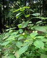 Kleines Springkraut - Impatiens parviflora DC.