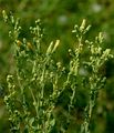 Garden Lettuce - Lactuca sativa L.