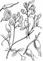 Knollen-Platterbse - Lathyrus tuberosus L.