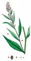 Dittander - Lepidium latifolium L.