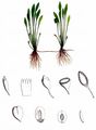 Mudwort - Limosella aquatica L.