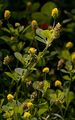Black Medick - Medicago lupulina L.