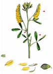 Gewöhnlicher Steinklee - Melilotus officinalis (L.) Lam. 