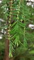 Dawn Redwood - Metasequoia glyptostroboides Hu & W. C. Cheng