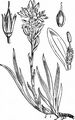 Gelber Beinbrech - Narthecium ossifragum (L.) Huds.