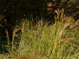 Hog's Fennel - Peucedanum officinale L.