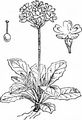 Mehlige Schlüsselblume - Primula farinosa L.