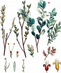 Kriech-Weide - Salix repens L. 