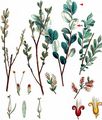 Creeping Willow - Salix repens L.
