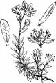 Yellow Saxifrage - Saxifraga aizoides L. 
