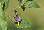 Bittersweet - Solanum dulcamara L.