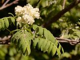 Service-Tree - Sorbus domestica L.