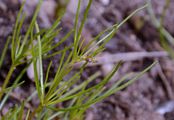 Corn Spurrey - Spergula arvensis L.