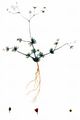 Five-Anther Spurrey - Spergula pentandra L.