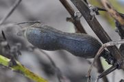 Broad Bean - Vicia faba L.