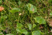 Sumpf-Veilchen - Viola palustris L.