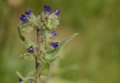 Echte Ochsenzunge - Anchusa officinalis L.