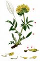 Kidney Vetch - Anthyllis vulneraria L.