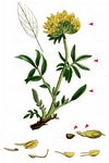 Echter Wundklee - Anthyllis vulneraria L. 