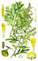 Wormwood - Artemisia absinthium L.
