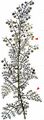 Roman Wormwood - Artemisia pontica L.