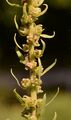 Futter-Rübe - Beta vulgaris L.
