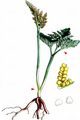 Rattlesnake Fern - Botrychium virginianum (L.) Sw.