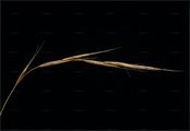 False Brome - Brachypodium sylvaticum (Huds.) P. Beauv.