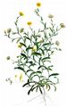 Field Marigold - Calendula arvensis (Vaill.) L.