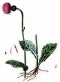 Englische Kratzdistel - Cirsium dissectum (L.) Hill