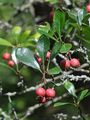 Hahnenkamm-Weißdorn - Crataegus crus-galli L.