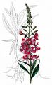 Schmalblättriges Weidenröschen - Epilobium angustifolium L.