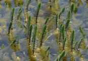 Mare's-Tail - Hippuris vulgaris L.