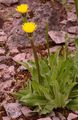 Einköpfiges Ferkelkraut - Hypochaeris uniflora Vill.