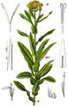 German Fleabane - Inula germanica L.