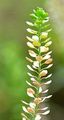 Common Pepperweed - Lepidium densiflorum Schrad.