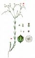 Fairy Flax - Linum catharticum L.