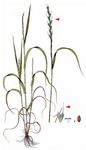 Taumel-Lolch - Lolium temulentum L. 