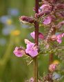Sumpf-Läusekraut - Pedicularis palustris L.