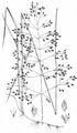 Sumpf-Rispengras - Poa palustris L.