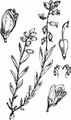 Common Milkwort - Polygala vulgaris L.