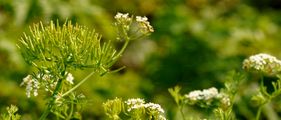 Shepherd's-Needle - Scandix pecten-veneris L.