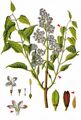 Lilac - Syringa vulgaris L.