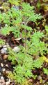 Trauben-Gamander - Teucrium botrys L.