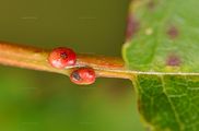 Prunus avium (Vogel-Kirsche) - Blattstiel mit Nektarien