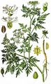 Fool's Parsley - Aethusa cynapium L.
